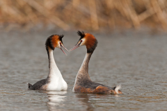 Fuut-Great crested grebe-Haubentaucher-Podiceps cristatus-Nederland-Netherlands-Niederlande