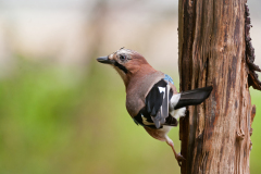 Gaai-Eurasian jay-Eichelhäher-Garrulus glandarius-Nederland-Netherlands-Niederlande