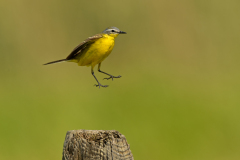 Gele kwikstaart-Western yellow wagtail-Schafstelze-Motacilla flava-Nederland-Netherlands-Niederlande