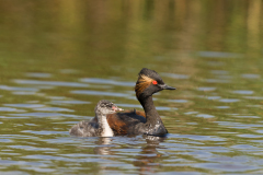 Geoorde fuut-Black-necked grebe- Schwarzhalstaucher-Podiceps nigricollis-Nederland-Netherlands-Niederlande