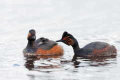 Geoorde fuut-Black-necked grebe- Schwarzhalstaucher-Podiceps nigricollis-Nederland-Netherlands-Niederlande