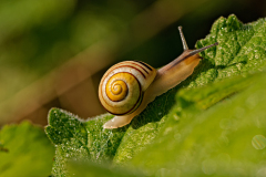 Witgerande tuinslak-Garden banded snail-Garten-Bänderschnecke-Cepaea hortensis-Nederland-Netherlands-Niederlande