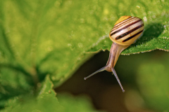 Witgerande tuinslak-Garden banded snail-Garten-Bänderschnecke-Cepaea hortensis-Nederland-Netherlands-Niederlande