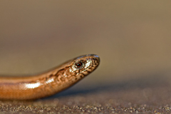 Hazelworm-Common slow worm-Westliche Blindschleiche-Anguis fragilis-Nederland-Netherlands-Niederlande