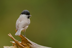 Glanskop-Marsh tit-Sumpfmeise-Poecile palustris-Nederland-Netherlands-Niederlande