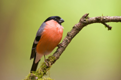 Goudvink-Eurasian bullfinch-Gimpel-Pyrrhula pyrrhula-Nederland-Netherlands-Niederlande