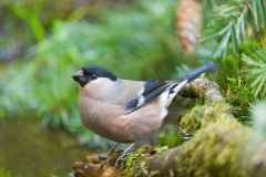 Goudvink-Eurasian bullfinch-Gimpel-Pyrrhula pyrrhula-Nederland-Netherlands-Niederlande