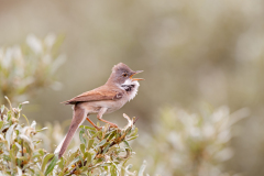 Grasmus-Common whitethroat-Dorngrasmücke-Curruca communis-Nederland-Netherlands-Niederlande
