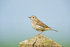 Graspieper-Meadow pipit-Wiesenpieper-Anthus pratensis-Nederland-Netherlands-Niederlande