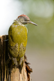 Groene specht- European green woodpecker-Grünspecht-Picus viridis-Nederland-Netherlands-Niederlande