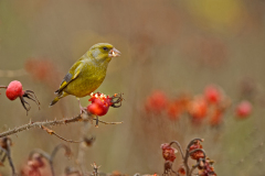 Groenling-European greenfinch-Grünfink-Chloris chloris-Nederland-Netherlands-Niederlande