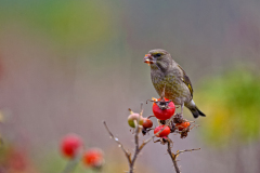Groenling-European greenfinch-Grünfink-Chloris chloris-Nederland-Netherlands-Niederlande