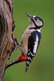 Grote bonte specht-Great spotted woodpecker-Buntspecht-Dendrocopos major-Nederland-Netherlands-Niederlande
