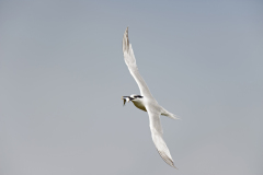 Grote stern-Sandwich tern-Brandseeschwalbe-Thalasseus sandvicensis-Nederland-Netherlands-Niederlande