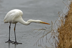 Grote zilverreiger-Great egret-Silberreiher-Ardea alba-Nederland-Netherlands-Niederlande