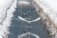 Grote zilverreiger-Great egret-Silberreiher-Ardea Alba-Blauwe reiger-Grey heron-Graureiher-Ardea cinerea-Nederland-Netherlands-Niederlande