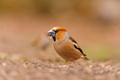 Appelvink-Hawfinch-Kernbeißer-Coccothraustes coccothraustes-Nederland-Netherlands-Niederlande