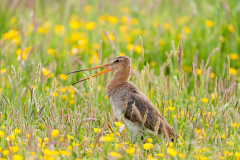 Grutto-Black-tailed godwit-Uferschnepfe-Limosa limosa-Nederland-Netherlands-Niederlande