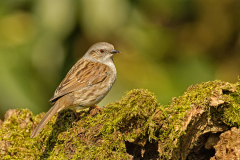 Heggemus-Dunnock-Heckenbraunelle-Prunella modularis-Nederland-Netherlands-Niederlande