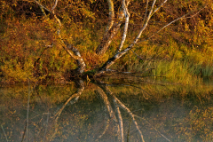 Amsterdamse waterleiding duinen-Nederland-Netherlands-Niederlande