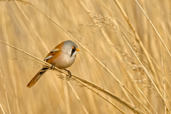 Baardman-Bearded reedling-Bartmeise-Panurus biarmicus-Nederland-Netherlands-Niederlande