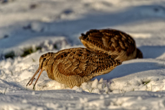 Houtsnip-Eurasian woodcock-Waldschnepfe-Scolopax rusticola-Nederland-Netherlands-Niederlande