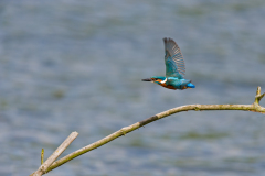 IJsvogel-Common kingfisher-Eisvogel-Alcedo atthis-Nederland-Netherlands-Niederlande