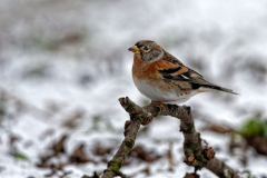 Keep-Brambling-Bergfink-Fringilla montifringilla-Nederland-Netherlands-Niederlande