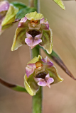 Duinwespenorchis-broad-leaved helleborine-Breitblättrige Stendelwurz-Epipactis helleborine subsp. neerlandica-Nederland-Netherlands-Niederlande