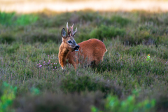 Ree-Roe deer-Reh-Capreolus capreolus-Nederland-Netherlands-Niederlande