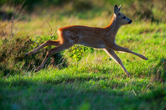 Ree-Roe deer-Reh-Capreolus capreolus-Nederland-Netherlands-Niederlande