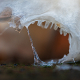 Porseleinzwam-Porcelain fungus-Beringte Schleimrübling-Mucidula mucida