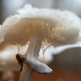 Porseleinzwam-Porcelain fungus-Beringte Schleimrübling-Mucidula mucida