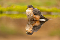 Sperwer-Sparrowhawk-Sperber-Accipiter-nisus-Nederland-Netherlands-Niederlande