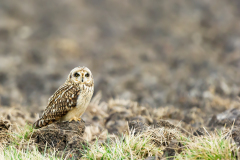 Velduil-Short-eared-owl-Sumpfohreule-Asio-flammeus-Nederland-Netherlands-Niederlande