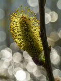 Wilgenkatje-Willow tree-Weidenbaum-Nederland-Netherlands-Niederlande