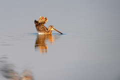 Watersnip-Common snipe- Bekassine-Gallinago gallinago-Nederland-Netherlands-Niederlande