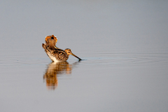 Watersnip-Common snipe- Bekassine-Gallinago gallinago-Nederland-Netherlands-Niederlande