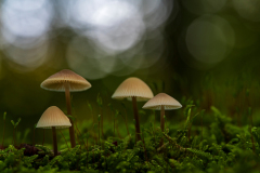 Mycene spec-Nederland-Netherlands-Niederlande