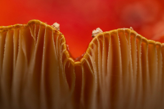 Vliegenzwam-Fly agaric-Fliegenpilz-Amanita muscaria-Nederland-Netherlands-Niederlande