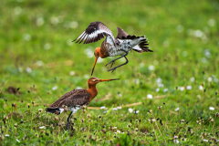 Grutto-Black-tailed godwit-Uferschnepfe-Limosa limosa-Nederland-Netherlands-Niederlande