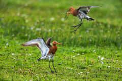Grutto-Black-tailed godwit-Uferschnepfe-Limosa limosa-Nederland-Netherlands-Niederlande