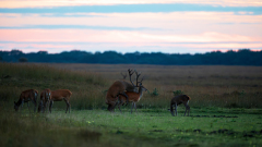 Edelhert-Red deer-Rothirsch-Cervus elaphus-Hoge veluwe-Nederland-Netherlands-Niederlande