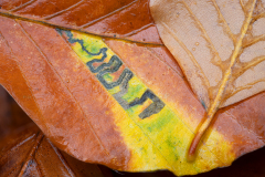 Zigzagbeukmineermot-Stigmella tityrella-Stigmella tityrella