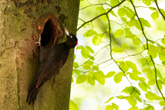 Zwarte-Specht-Black-woodpecker-Schwarzspecht-Dendrocopus-martius-Nederland-Netherlands-Niederlande