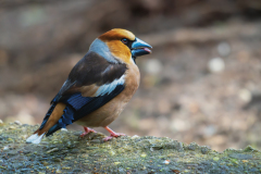 Appelvink-Hawfinch-Kernbeißer-Coccothraustes coccothraustes-Nationaal Park Hoge Veluwe-Nederland-Netherlands-Niederlande
