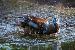 Appelvink-Hawfinch-Kernbeißer-Coccothraustes coccothraustes-Nationaal Park Hoge Veluwe-Nederland-Netherlands-Niederlande