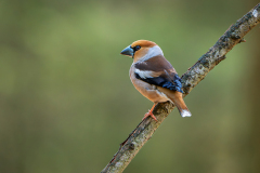 Appelvink-Hawfinch-Kernbeißer-Coccothraustes coccothraustes-Nationaal Park Hoge Veluwe-Nederland-Netherlands-Niederlande