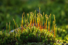 Bloeiend haarmos-Haircap moss-Widertonmoose-Polytrichum-Nationaal Park Hoge Veluwe-Nederland-Netherlands-Niederlande