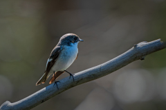 Bonte vliegenvanger-European pied flycatcher- Trauerschnäpper-Ficedula hypoleuca-Nationaal Park Hoge Veluwe-Nederland-Netherlands-Niederlande